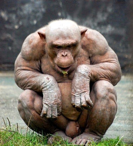 naked chimpanzee|Hairless chimpanzees